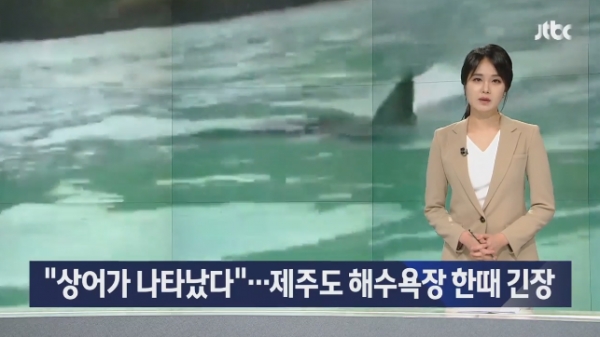 제주도 함덕 해수욕장에서 상어가 발견됐다./사진=JTBC