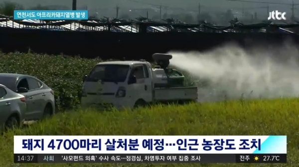 아프리카 돼지열병/사진=JTBC 뉴스 방송캡처