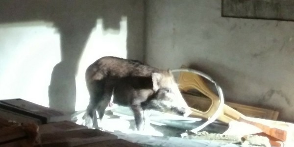 대전 아파트 지하실에서 사살된 멧돼지/ 사진= 대전광역시 소방본부 제공