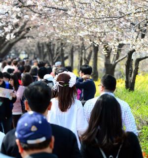 2018 여의도 벚꽃축제(봄꽃축제), 오늘 최대 인파…버스막차연장·9호선 중회운행·도로 통제 추진