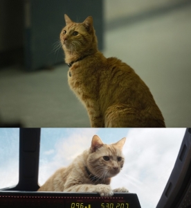 ‘캡틴 마블’ 고양이 구스, 총 네 마리 고양이와 CG·모형이 더해진 최고의 신스틸러