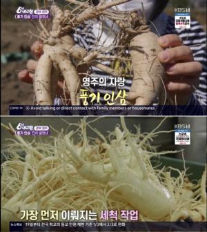 Yeongju Punggi Ginseng, cultivated in clean areas, “There are many saponins”