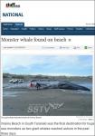 괴물 고래 발견…“한 눈에 봐도 거대한 크기”