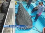 동해 고래상어 죽은 채 발견, 지구상에서 가장 큰 상어