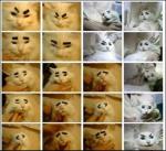 천의 얼굴 고양이 사진 ‘화제’, 눈썹 붙이고 각종 표정 “귀여워”