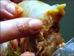 중국 젤라틴 새우… “먹는 걸로 장난치지 말랬지!”