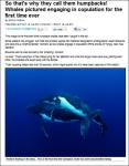 고래 짝짓기 포착 “30초 가량의 역사적 순간” ‘자연의 신비’