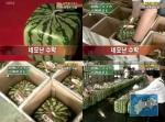 네모 수박 일본서 화제...개당 14만 5천 원 &apos;고가 특산물&apos;