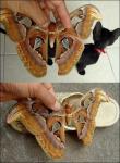 30cm 나비 등장 &apos;충격&apos;…고양이-슬리퍼와 비슷한 크기?