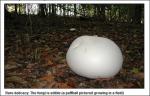 괴물 버섯 발견, 지름이 무려 70cm...‘대체 몇인 분?’
