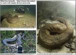 8m 괴물 아나콘다, 사람과 비교하면…‘영화에 나오는 그 뱀?’
