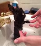 목욕 중인 토끼, 두발 든 채 말똥말똥 ‘인형 같아’
