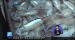 폭탄 먹은 오징어, 수산시장에 발견된 오징어 살펴보니… ‘충격’