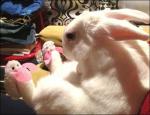토끼 신발 신은 토끼, "너는 누구냐?" 신기한 듯한 토끼 표정 &apos;귀여워&apos;
