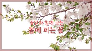 [NI카드뉴스] 꽃말과 함께 보는 봄에 피는 꽃