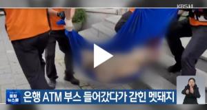 서울 도심 은행 멧돼지 출몰, ATM 부스 안에서 발견…50분 만에 사살