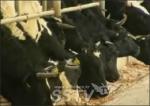 경기도 포천, 8년만에 구제역 젖소 발생