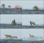 아기곰 구하는 북극곰 영상 화제…"엄마가 있어서 든든해"